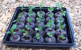 1600 x 1200 jpeg 307 кб. Why Do Apple Seedlings Die So Easy General Fruit Growing Growing Fruit