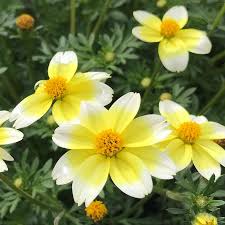 Image result for Bidens