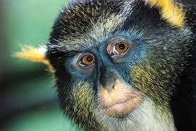 This Is A Wolf S Mona Monkey Cercopithecus Wolfi Also Called Wolf S Guenon Is A Colorful Old World Monkey In The Ce Animais Vertebrados Animais Vertebrados