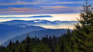 Die hohe anzahl an angemeldeten patenten. Natur In Baden Wurttemberg Der Schwarzwald Und Seine Pflanzen Und Tiere Startseite Landesschau Baden Wurttemberg Swr De