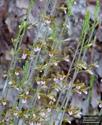 Image result for Eulophia elegans
