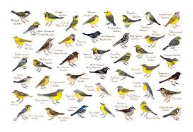 Warblers Of North America Field Guide Art Print Watercolor