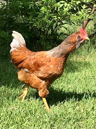 Can anyone tell me a breed