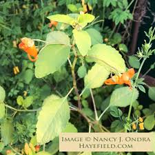 Image result for Impatiens  capensis