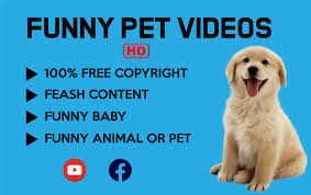 Funny cartoon pet inside birthday cardboard box. Create Pet Animal Funny Videos Full Hd Quality For Youtube By Audreyl Lucy Fiverr