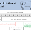 How long does a cow's pregnancy last? 1