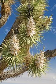 Maybe you would like to learn more about one of these? Joshua Tree Flowers In The Spring In Joshua Tree National Park In California Stock Photo Picture And Royalty Free Image Image 87762110