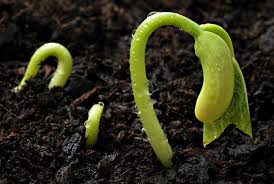 Image result for SEED GERMINATION