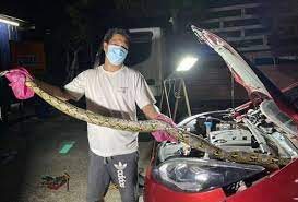 Lazimnya, jangka hayat bateri kereta basah ini bergantung. Titisan Darah Bau Bangkai Rupanya Ular Sawa 3 6 Meter Astro Awani