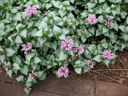 Ground covers can address common garden problems. Groundcovers That Come Back Year After Year Hgtv
