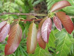 Image result for Bridelia micrantha