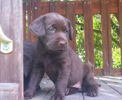 See more of chocolate labrador puppies on facebook. Chocolate Labrador Puppies For Sale In San Diego California Classified Americanlisted Com