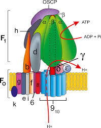 Mitochondrial membrane atp synthase (f1f0 atp synthase or complex v) produces atp from adp in the presence of a proton gradient across the membrane which is generated by electron transport. Current Understanding Of Structure Function And Biogenesis Of Yeast Mitochondrial Atp Synthase Springerlink