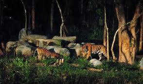 Plan your trip to chiang mai night safari other hotels near chiang mai night safari, hang dong more hotel options in chiang mai night safari Chiang Mai Night Safari Ticket Half Day Tour Options Trazy Your Travel Shop For Asia