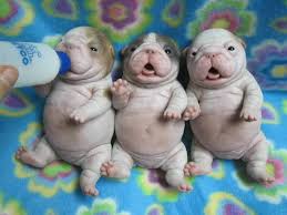 Image of Cute Dogs