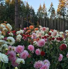 In the video i state i leave one stem alone so it will produce a bud sooner while the cut ones will take a bit longer. Expert Tips For Cutting Conditioning And Arranging Dahlias Longfield Gardens