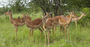Here is the answer for: Kruger Park Wildlife Facts Grazers Browsers Antelope