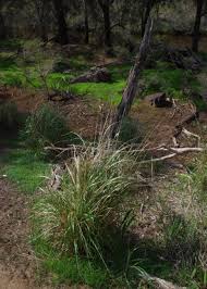 Image result for Cenchrus macrourus