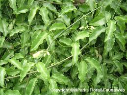 Image result for Hyparrhenia anemopaegma