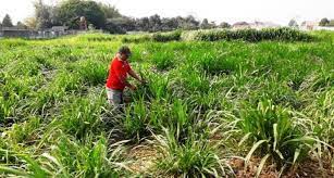 Selain itu, rumput gajah mini juga mampu bertahan hidup di iklim tropis dan perawatannya sangat mudah. Budidaya Rumput Gajah Untungnya Seperti Gajah