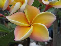 The Plumeria Texas Rose