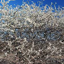 Image result for Acacia mellifera