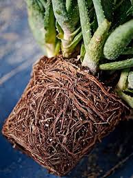 Repotting A Root Bound Plant Houseplants Aloe Plant Plants