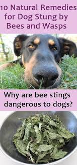 10 Effective Home Remedies For Dog Stung By Bees And Wasps Dog Bee Sting Wasp Stings Remedies For Bee Stings