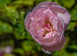 Jennifer dean clark, 66, of 120 humble drive, maxton, was born april 24, 1955, in robeson county, and departed this life on tuesday, may 25, 2021, at her. Nature Photography Flowers And More Dean Salman Photography