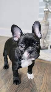 Black And White Frenchton Puppy Frenchton Dog Baby Dogs Frenchie Puppy