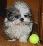 Image result for How Much Is A Shih Tzu In south Africa
