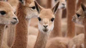 Their famous humps are stores not of water, but of fat (which, like all body tissue is largely water) and can sustain them without water for as long as a month in the someone who abuses their camels will be looked down upon and often chastised by the community. Inside The Business Of Vicuna The Wool Worth More Than Gold Animals Cute Animals Pet Birds