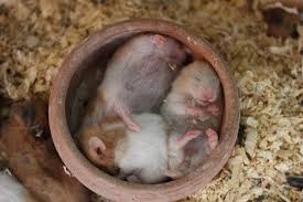 Hamster Biz Onlari Hamster Carki Icinde Acele Acele Kosmalariyla Seviyoruz Tabi Ama Hamsterlar Da Dunyanin En Tembel Hayvanla Hamsterlar Tembel Hayvan Hayvan