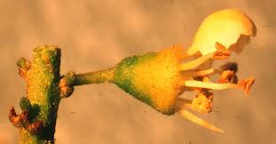 Image result for Ateleia herbert-smithii