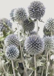 Image result for globe thistle