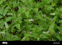Image result for Persicaria nepalensis