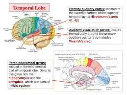 Maybe you would like to learn more about one of these? Ppt Cerebrum Powerpoint Presentation Free Download Id 9575340