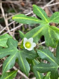 Image result for Diplocyclos tenuis