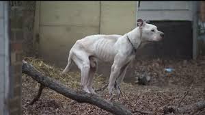 In some cases you can use emaciate instead a verb emaciated. Emaciated Pit Bull Picked Up After Owner Leaves Him Out In The Cold Wqad Com