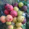 Harga pokok penjualan atau hpp adalah istilah pada akuntansi keuangan dan pajak yang digunakan untuk menggambarkan total pengeluaran biaya langsung oleh perusahaan yang timbul dari barang dan/atau jasa yang diproduksi dan dijual dalam kegiatan bisnis dalam satu periode. 1