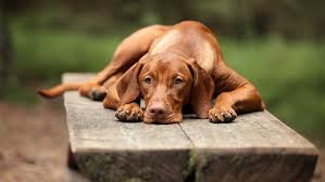 Image result for maďarský krátkosrstý ohař