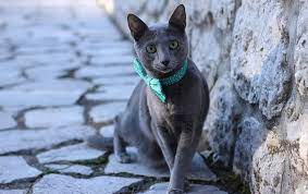 Russian blue balinese cat hypoallergenic cats. Russian Blue Hypoallergenic Cats Personality Adoption Price Breeders