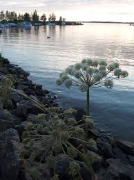 Mansikkasaari Vaasa Finlande Arbre