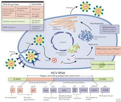 Numerous interactions between cellular mirnas and the hcv life cycle were identified (li et al. For Patients With Rheumatic Disease And Hepatitis C Infection The End Of Interferon Rmd Open