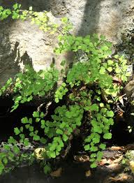 Image result for Adiantum capillus-veneris