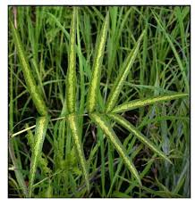 Image result for Uraria picta