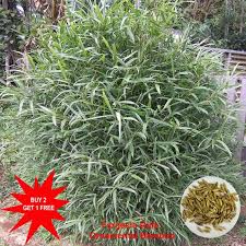 Image result for Lagenaria rufa