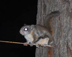 Nihon momonga) is one of two species of old world flying squirrels. Northern Flying Squirrel Facts Diet Habitat Pictures On Animalia Bio