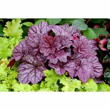 Dec 12, 2011 · this publication is a comprehensive guide to growing and identifying native wildflowers suitable for planting in georgia. Living Fashion Heuchera Sugar Plum Shade Perennials Mitre 10