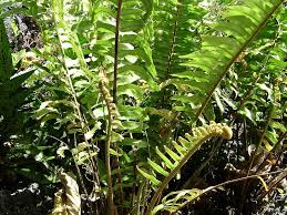Image result for Nephrolepis biserrata
